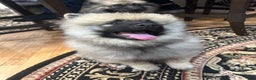 Keeshond dogs for sale: Buddy - Ad 2