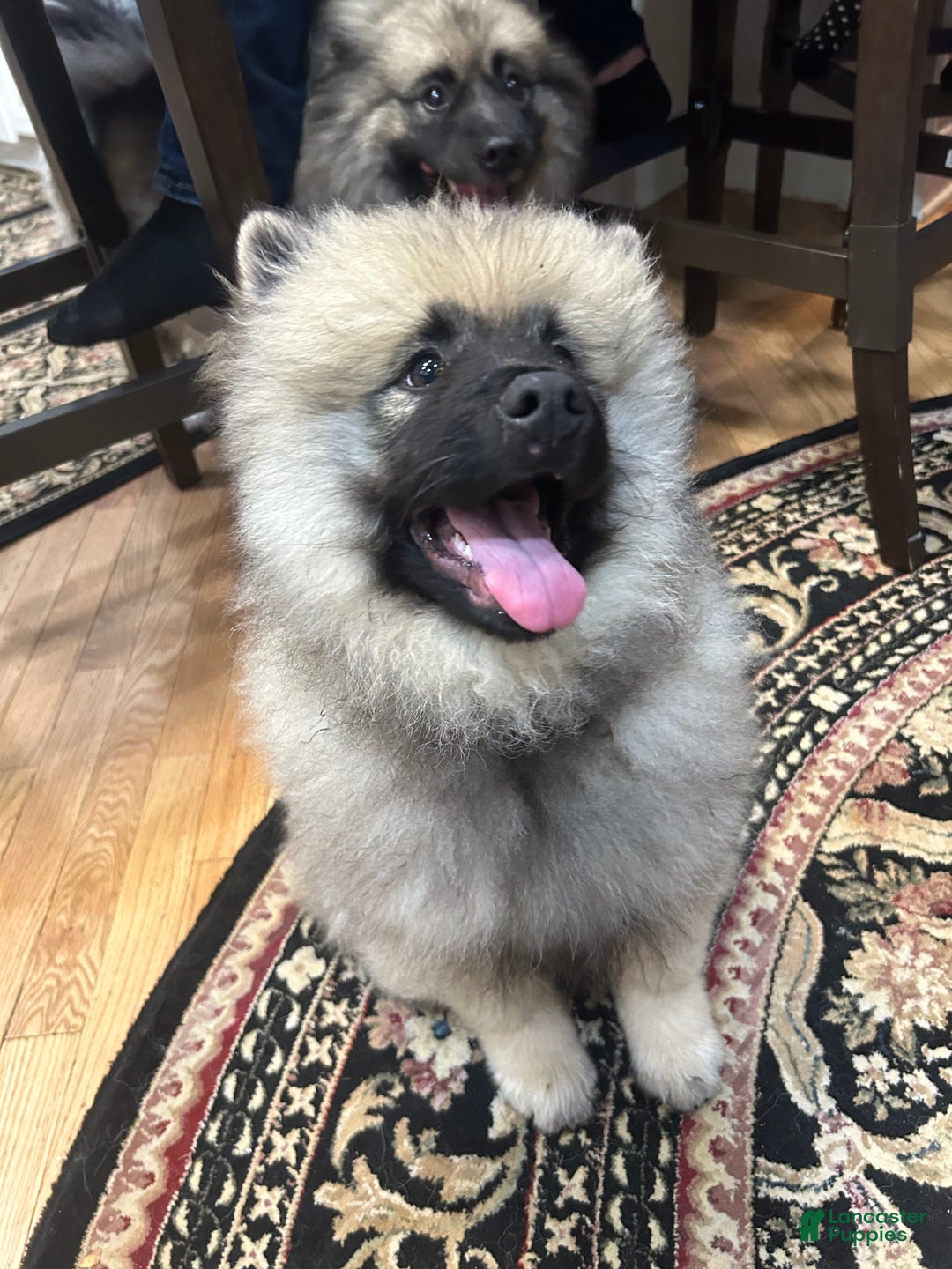 Keeshond dogs for sale: Buddy - Ad 2