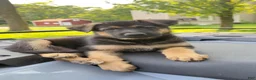 German Shepherd dogs for sale: German Shepherd 1 - Ad 4