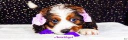 Bernedoodle dogs for sale: Amethyst - Ad 5