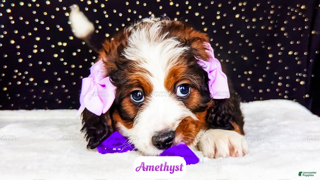 Bernedoodle dogs for sale: Amethyst - Ad 5