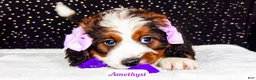 Bernedoodle dogs for sale: Amethyst - Ad 5