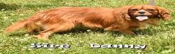 Cavalier King Charles Spaniel dogs for sale: Bree - Ad 11