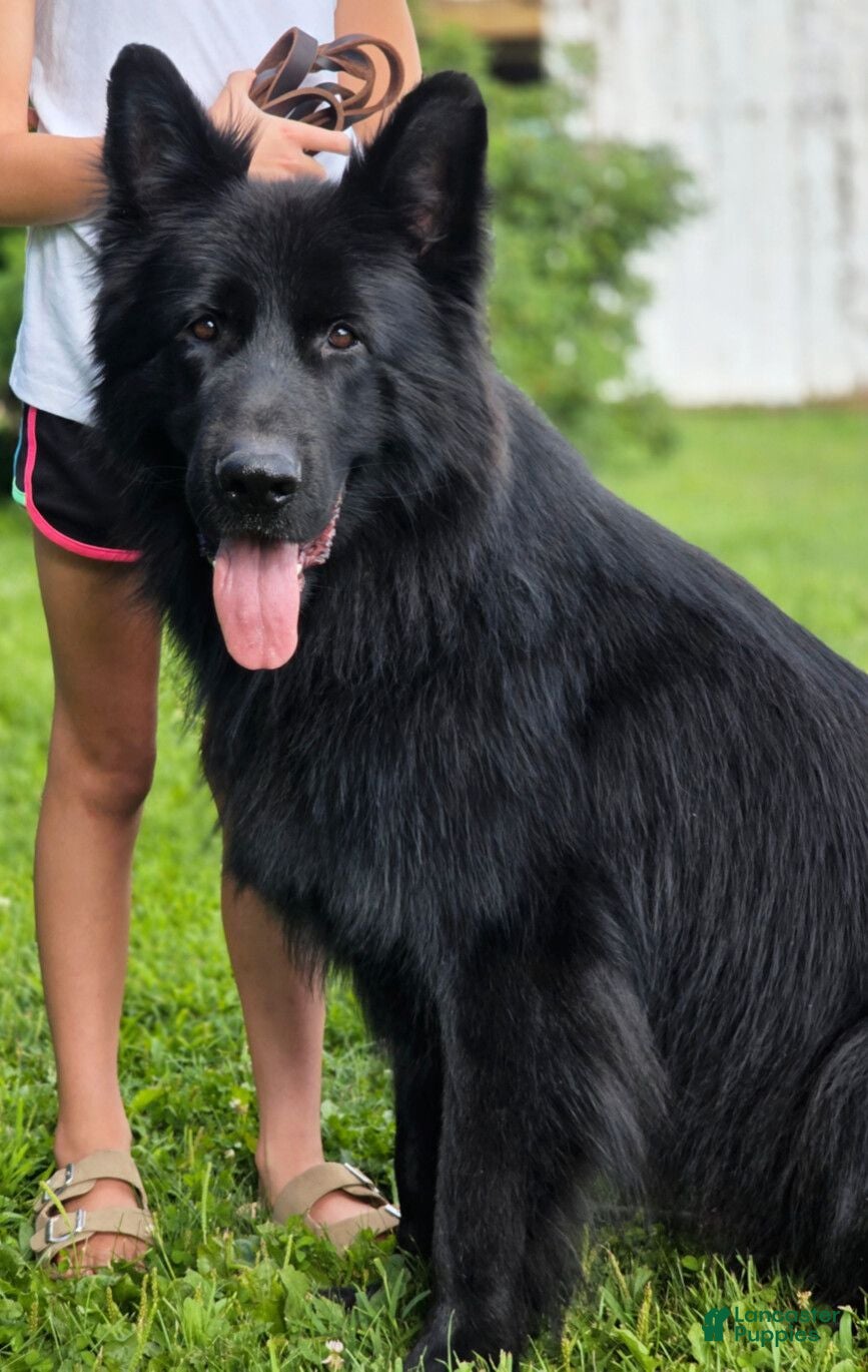 German Shepherd dogs German Shepherd 1 - Ad 13