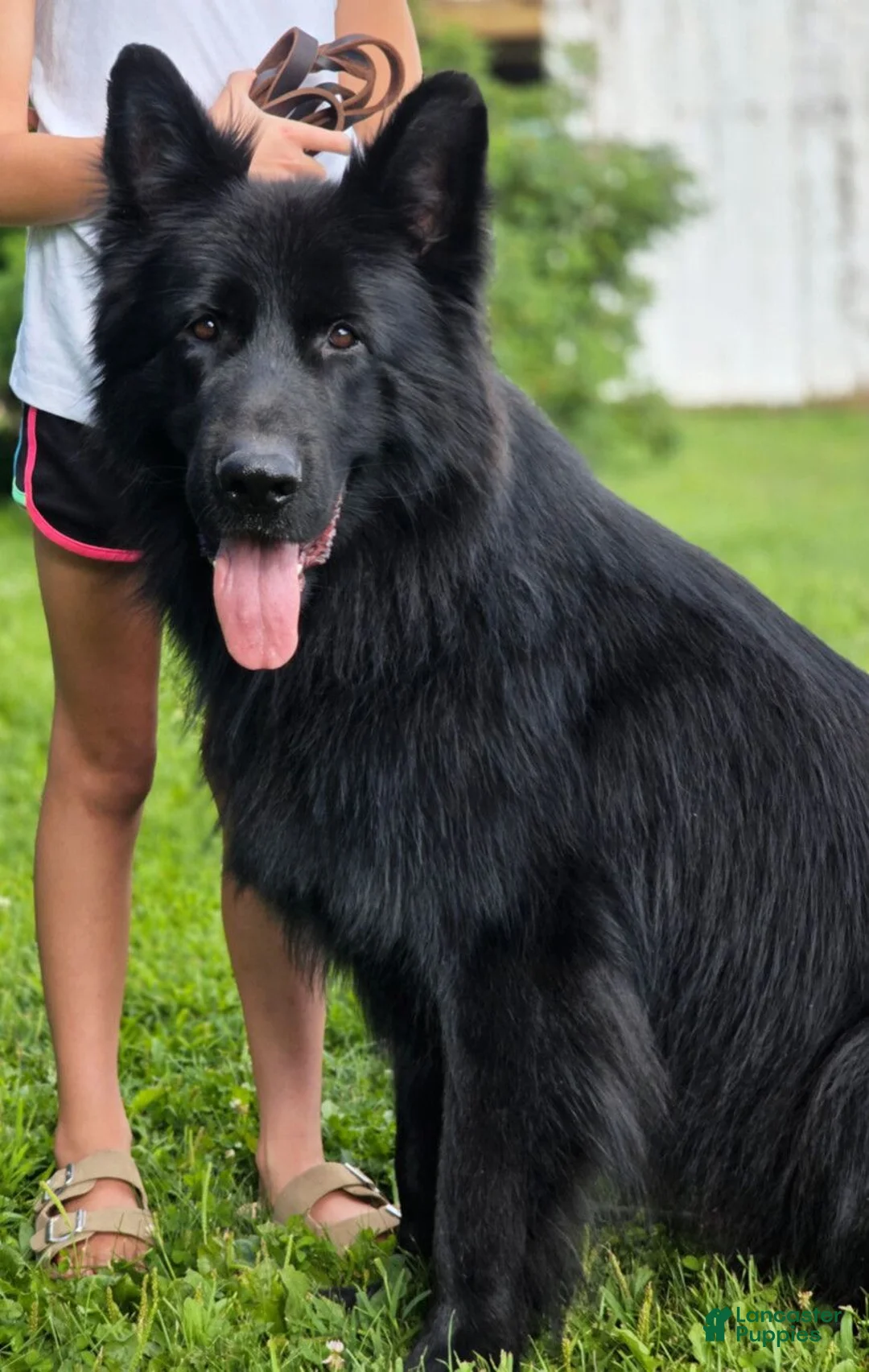 German Shepherd dogs for sale: German Shepherd 1 - Ad 1