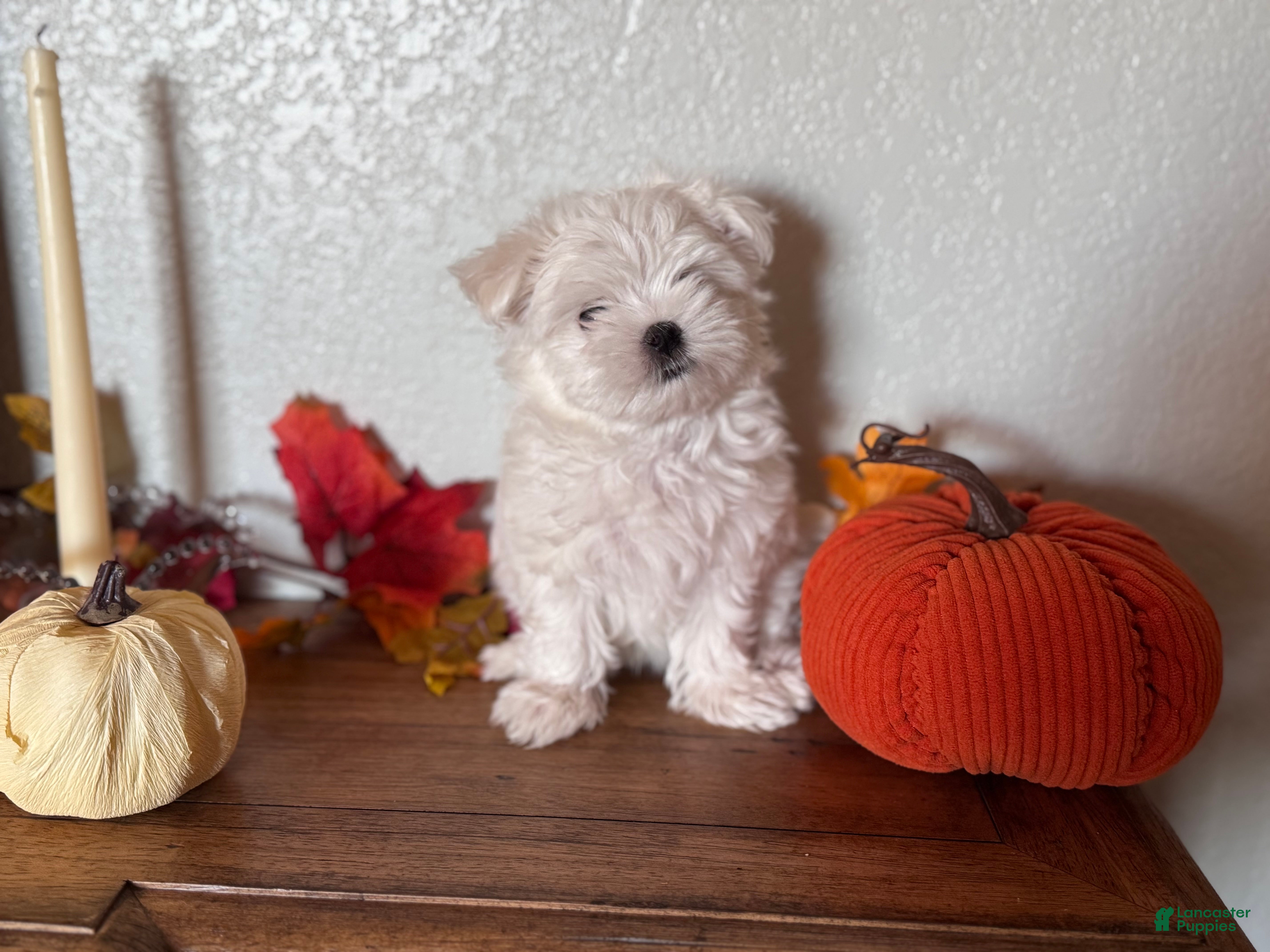 Maltese dogs Maltese Puppy 1 - Ad 3