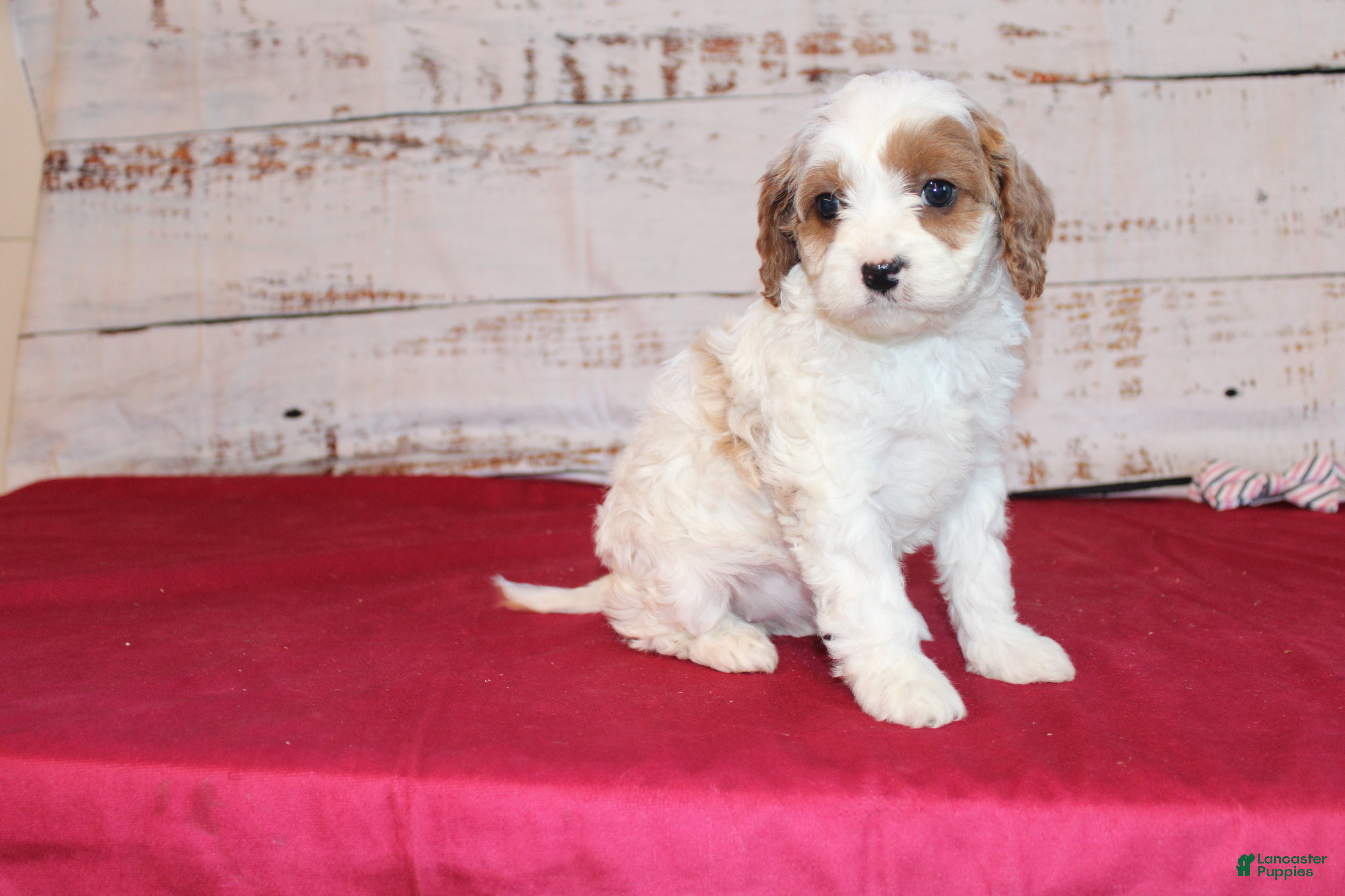 Cavapoo dogs Kacie - Ad 2