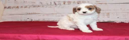 Cavapoo dogs for sale: Kacie - Ad 2