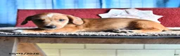 Mixed Breed dogs for sale: Jake - Ad 3