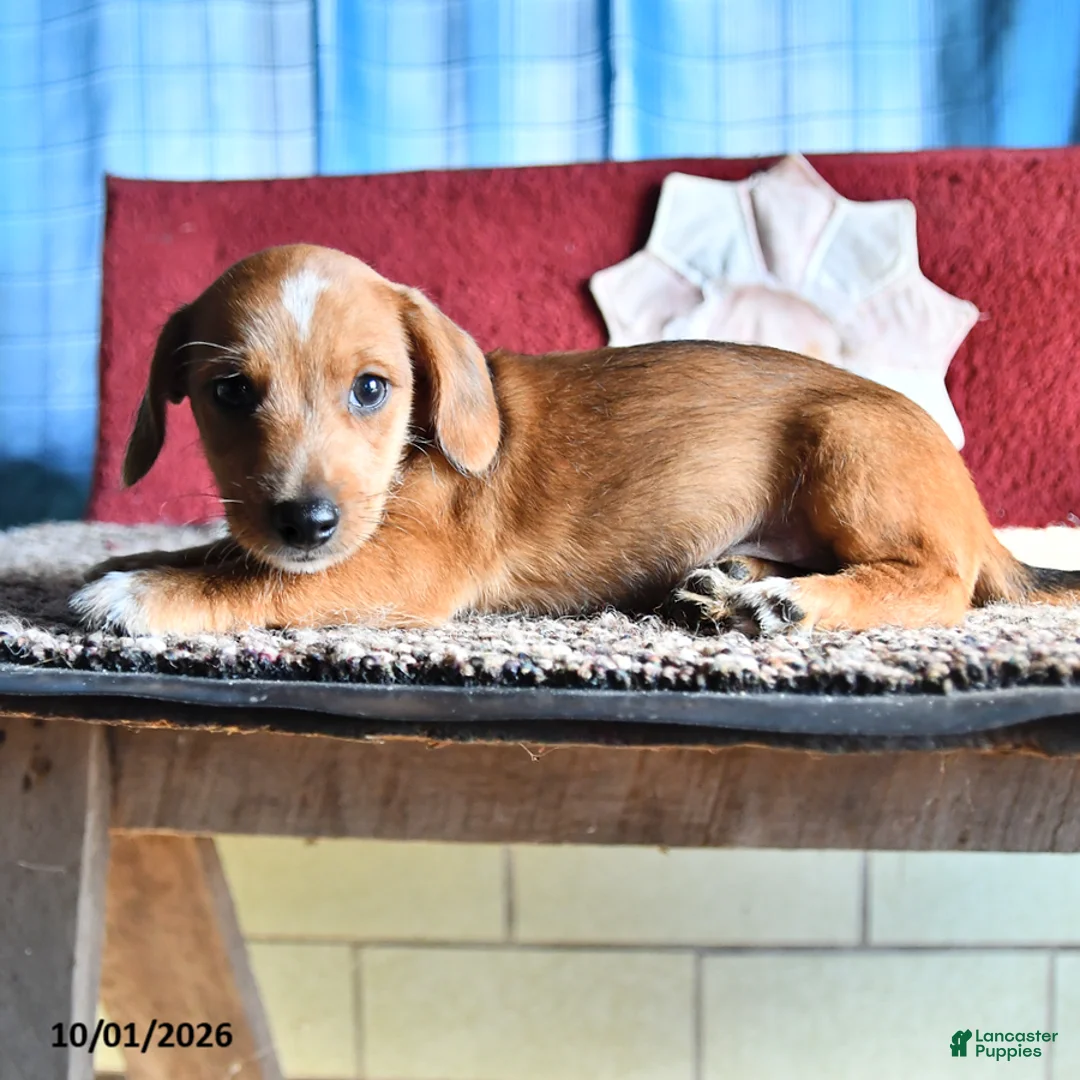Mixed Breed dogs for sale: Jake - Ad 3