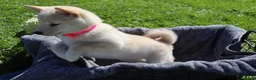 Shiba Inu dogs for sale: Twinkle  - Ad 6