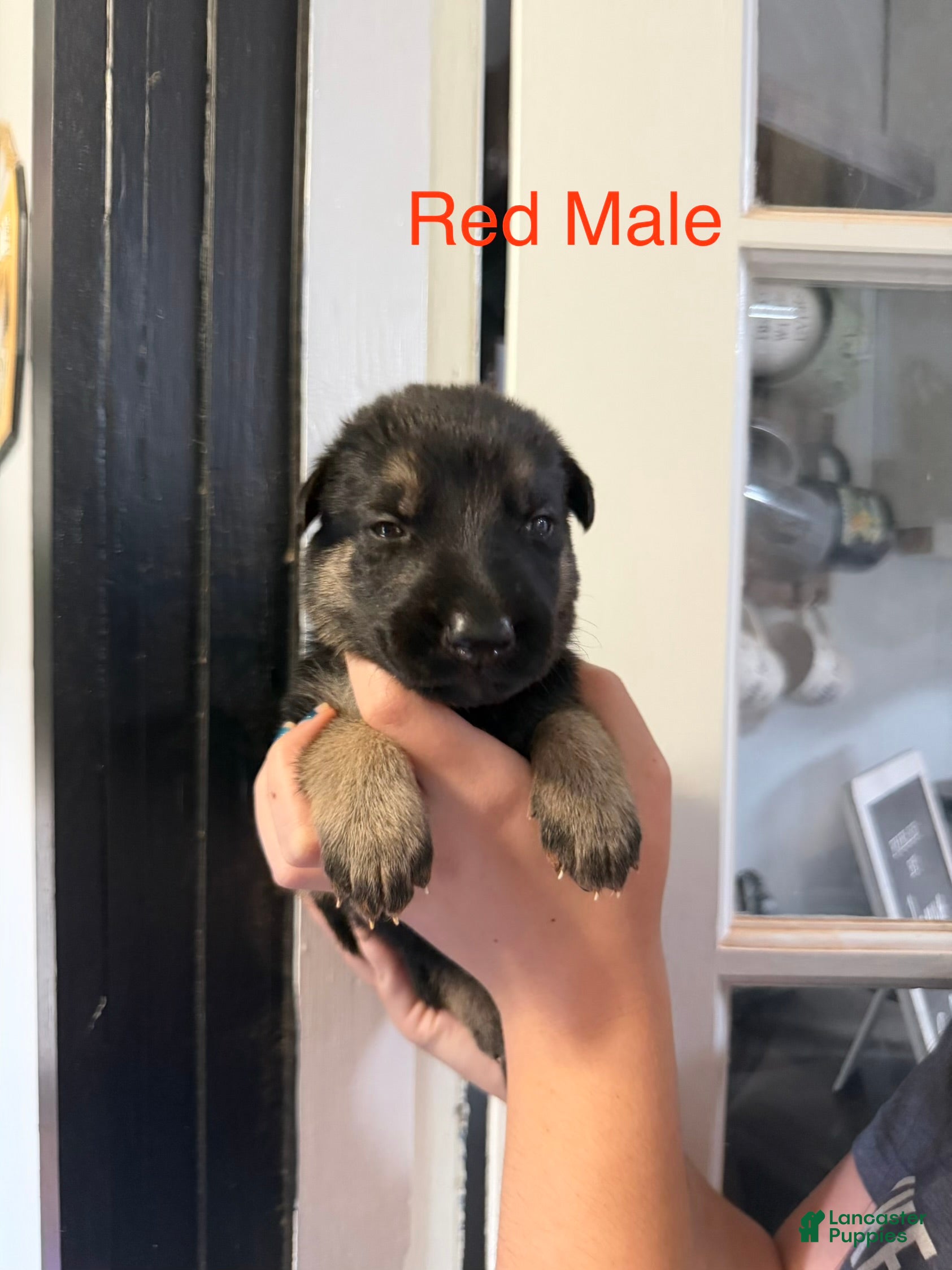 German Shepherd dogs German Shepherd Red Collar - Ad 2