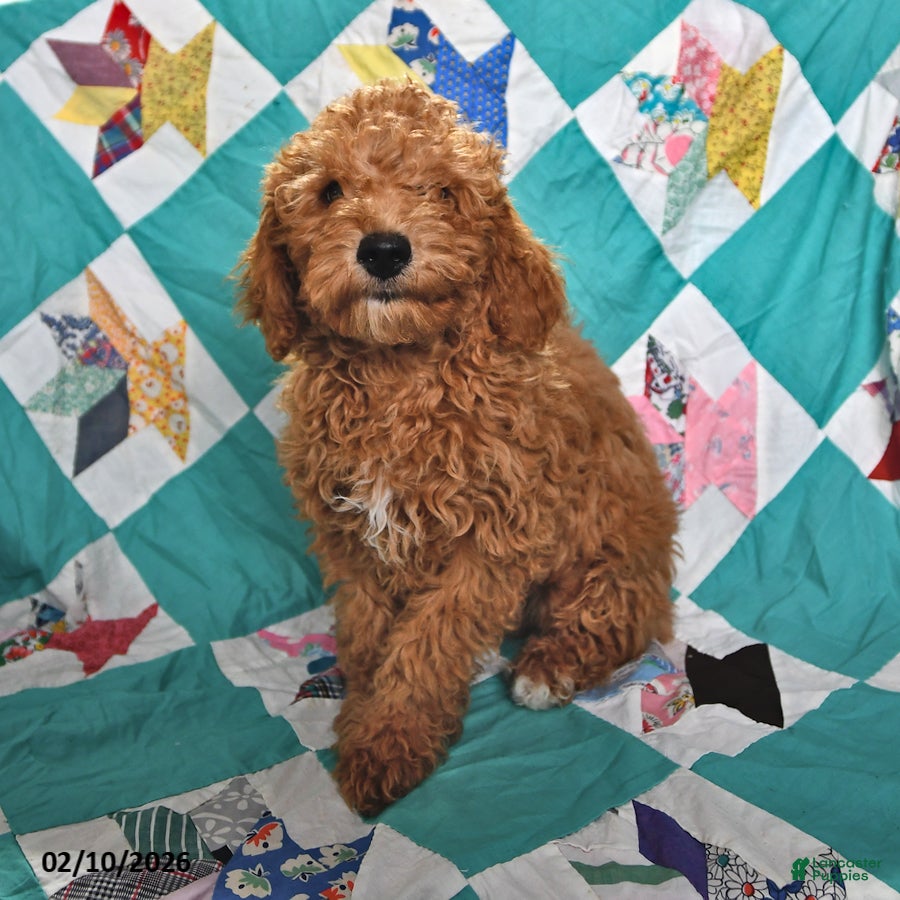 Goldendoodle dogs Jaden - Ad 1
