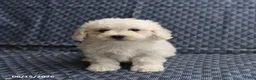 Bichon Frise dogs for sale: Ben - Ad 4