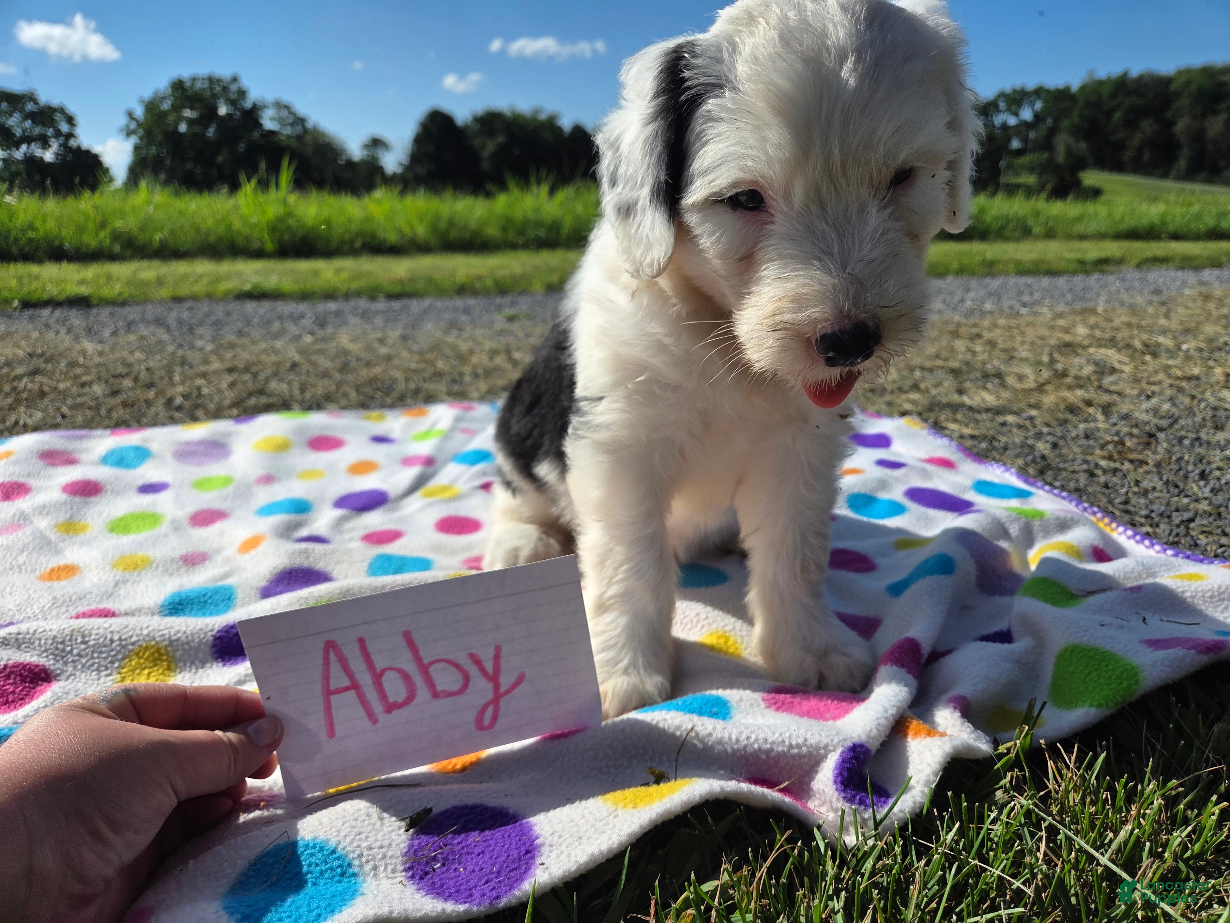 Sheepadoodle dogs Sheepadoodle 4 - Ad 7