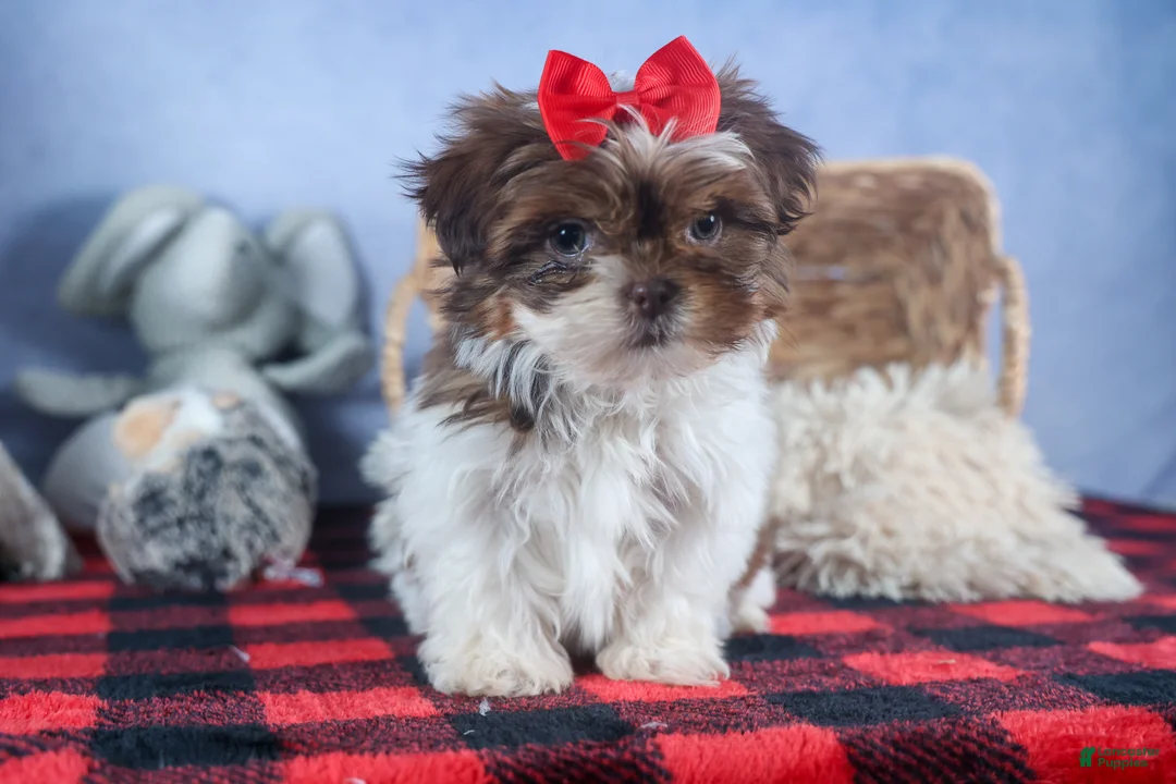 Shih Tzu dogs for sale: FINN - Ad 11