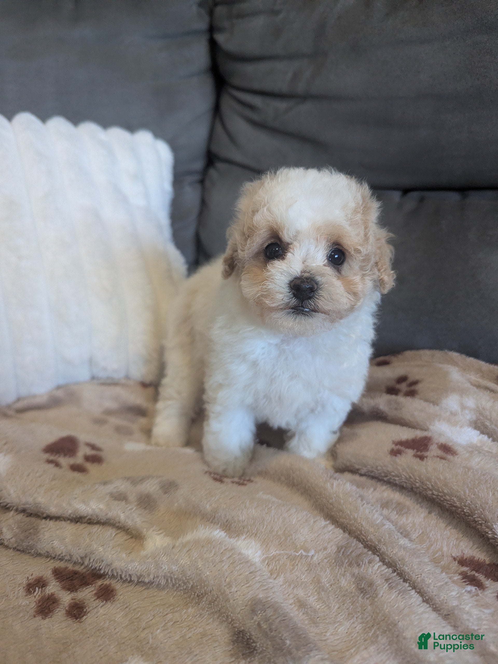 Havapoo dogs for sale: Button F-1B - Ad 1