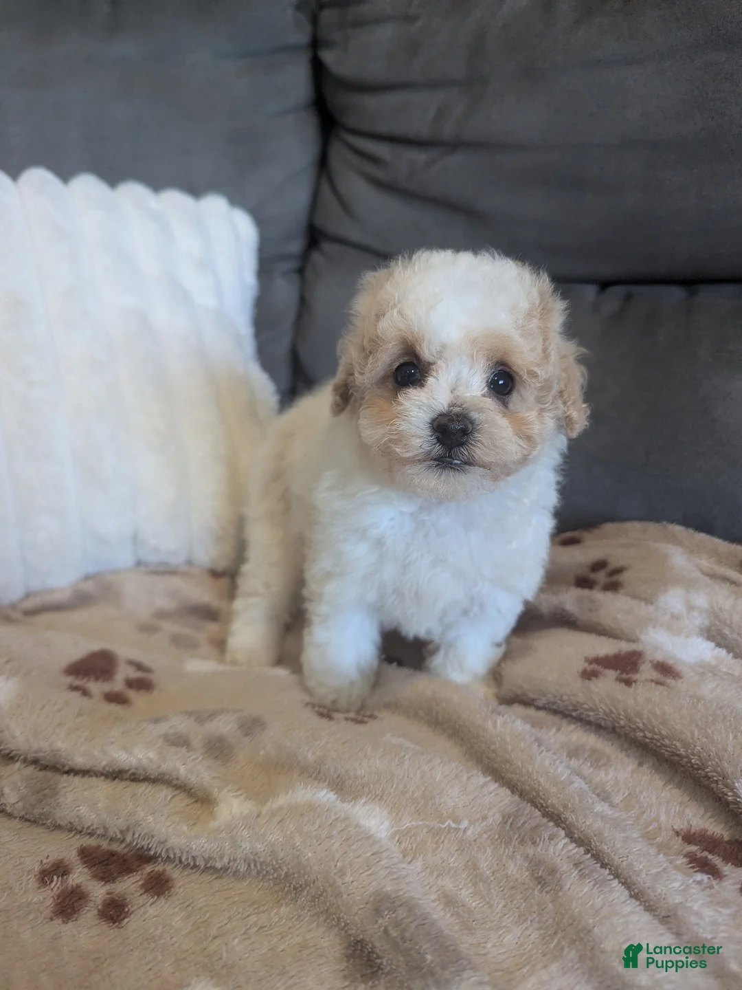 Havapoo dogs for sale: Button F-1B - Ad 1