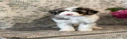 Mini Sheepadoodle dogs for sale: Amber - Ad 7