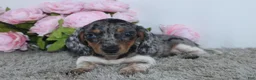 Miniature Dachshund dogs for sale: Jubilee - Ad 4