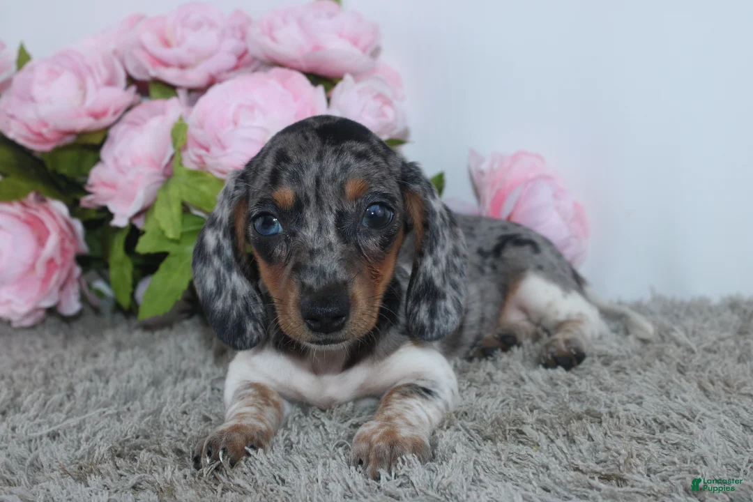 Miniature Dachshund dogs for sale: Jubilee - Ad 4