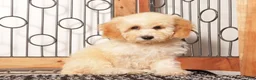 Bichpoo dogs for sale: April  - Ad 4