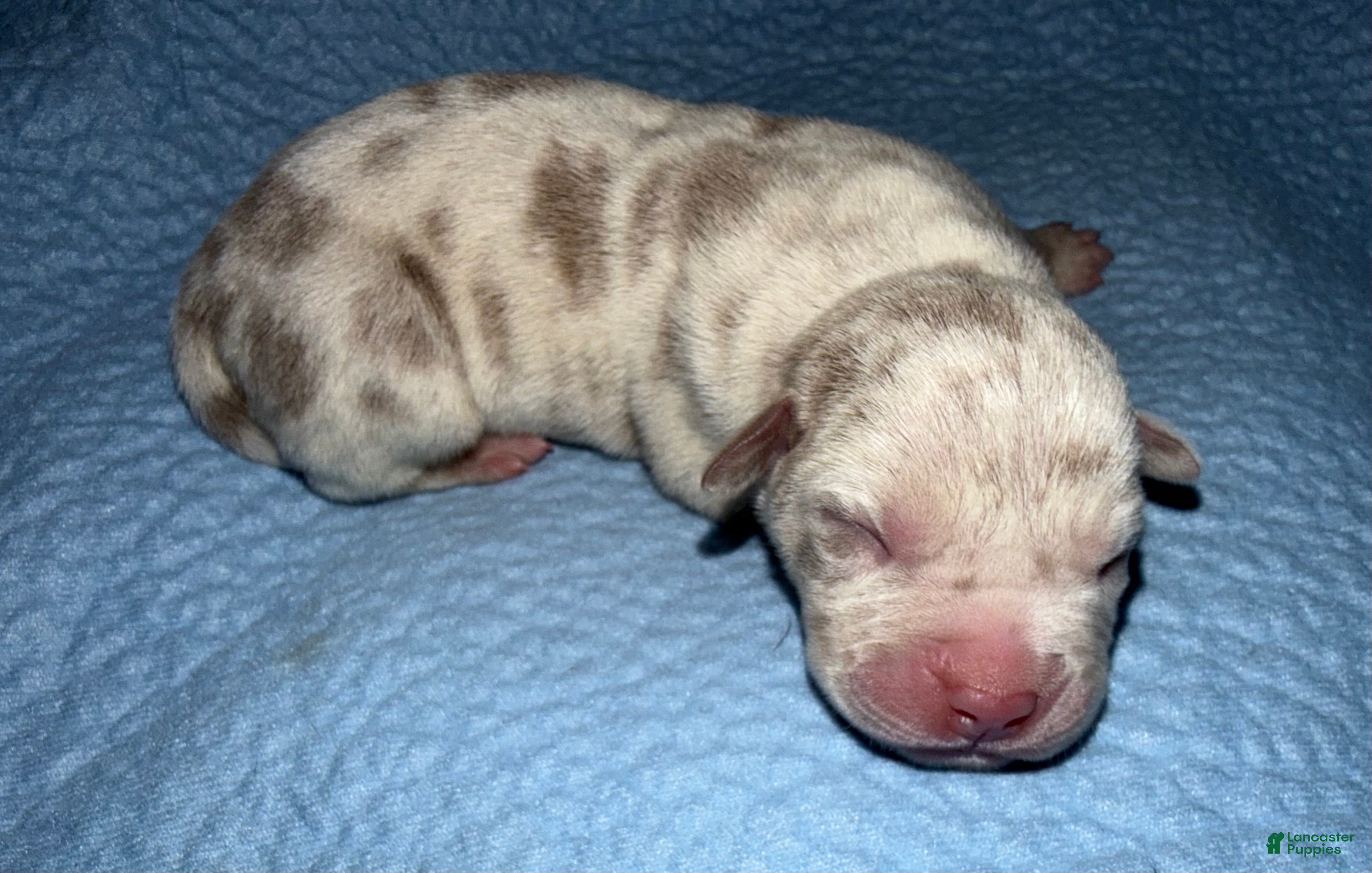 American Bully dogs Lucy - Ad 2