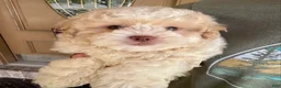 Shihpoo dogs for sale: Sullivan - Ad 16