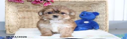 Shorkie dogs for sale: Daisy - Ad 3