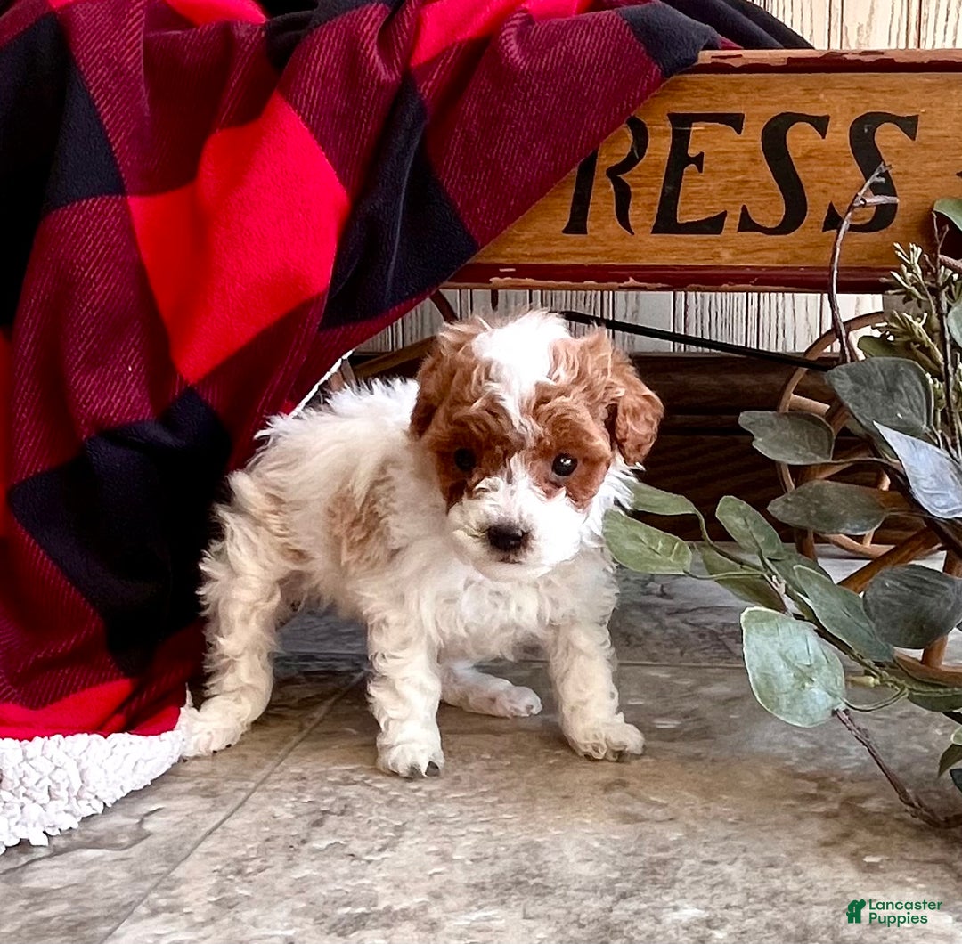 Miniature Poodle dogs for sale: Baby Miles🐾❤️AKC❤️Call 717-847-3183 - Ad 4