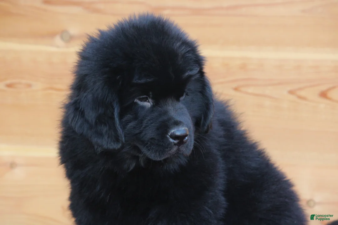 Newfoundland dogs for sale: Theo - Ad 7
