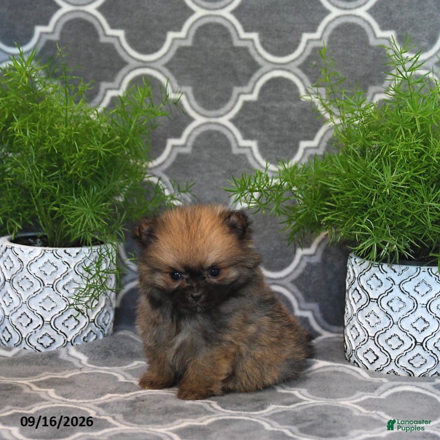 Pomeranian dogs Raina - Ad 1