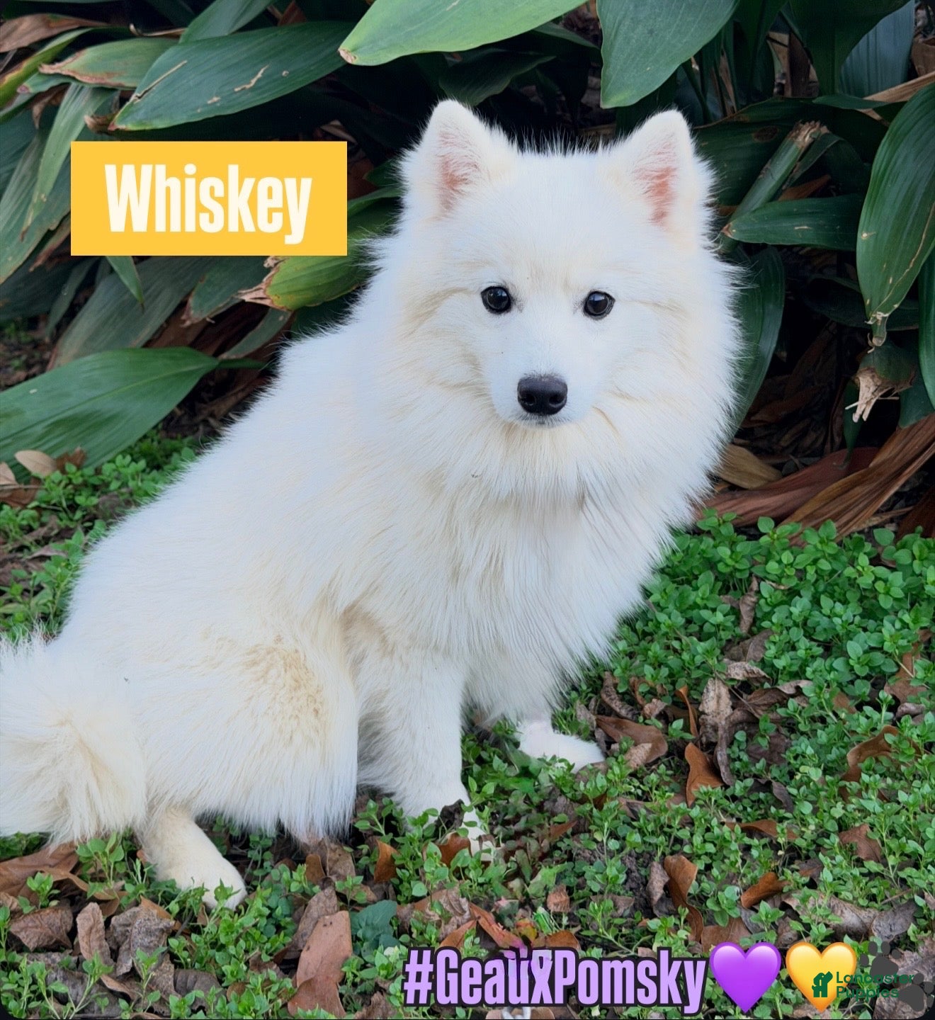 Mixed Breed dogs Whiskey  - Ad 14