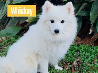 Mixed Breed dogs Whiskey - Ad 15