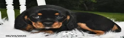 Beaglier dogs for sale: Cookie - Ad 3