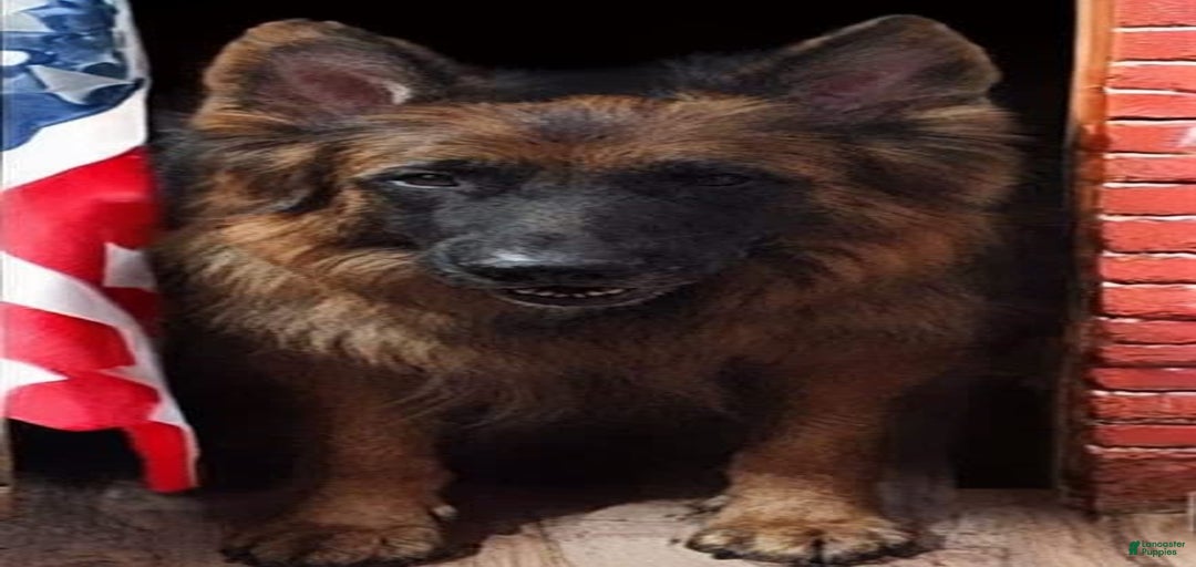 Gallery Image {{count}}