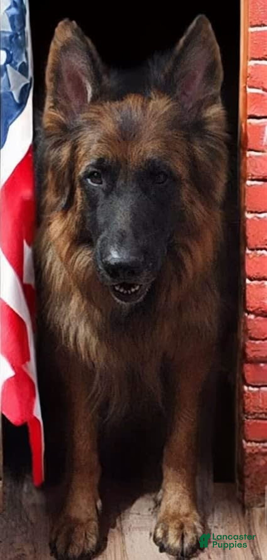 Gallery Image {{count}}