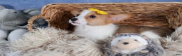 Welsh Corgi Pembroke dogs for sale: Lilly - Ad 4