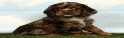 Cocker Spaniel dogs for sale: Haven - Ad 4