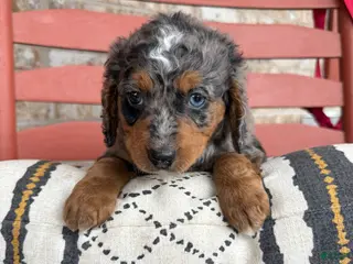 Mini Bernedoodle dogs Oakley - Ad 33