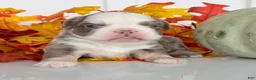 French Bulldog dogs for sale: Medusa Female AKC Fluffy French Bulldog - Ad 6