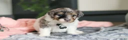 Mini Bernedoodle dogs for sale: Dannie - Ad 6