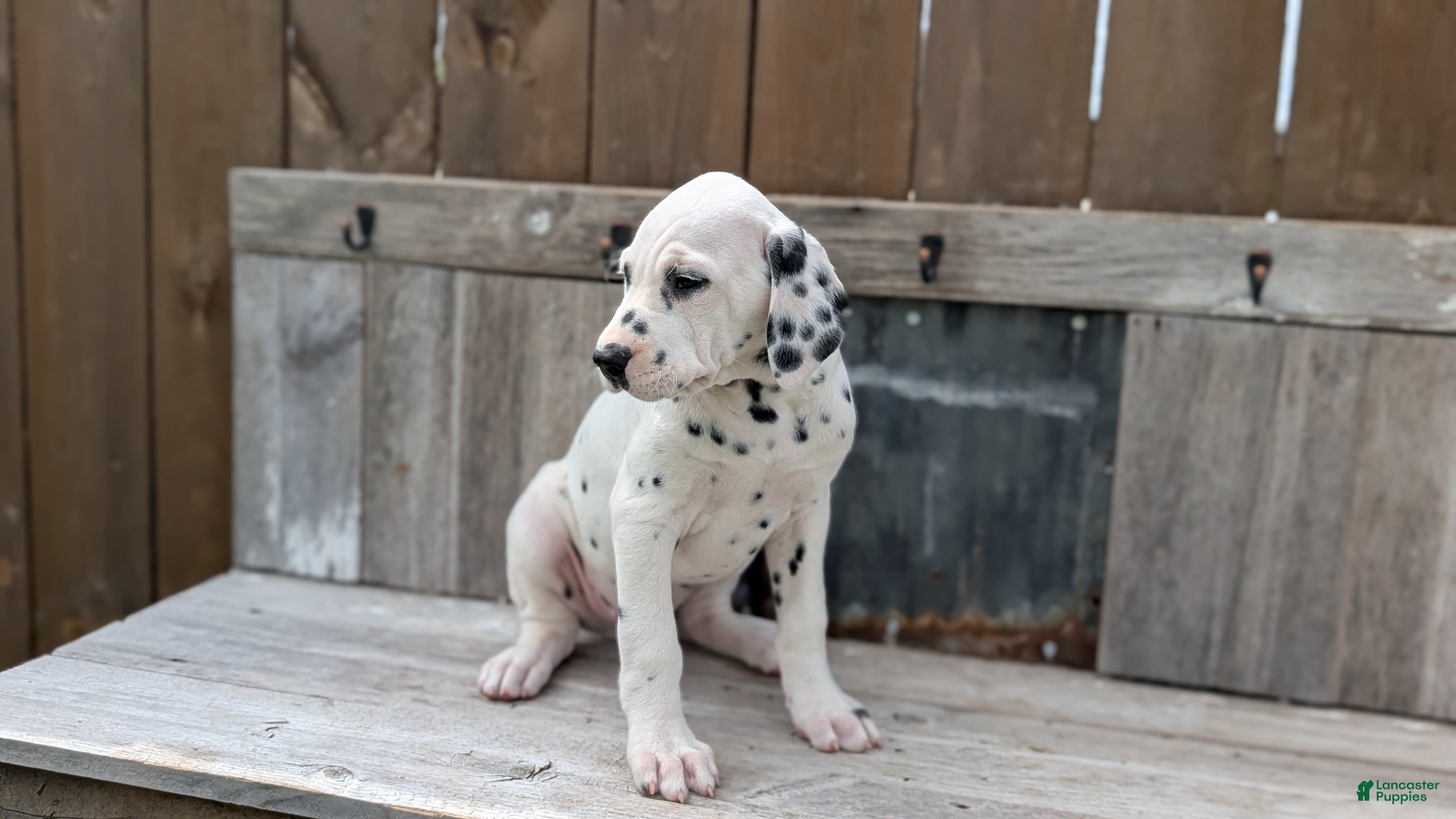 Dalmatian dogs Kody - Ad 2