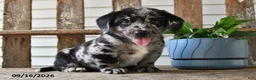 Mixed Breed dogs for sale: Smokey - Ad 3