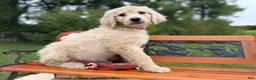 Mixed Breed dogs for sale: Strawberry (Girl) - Ad 7