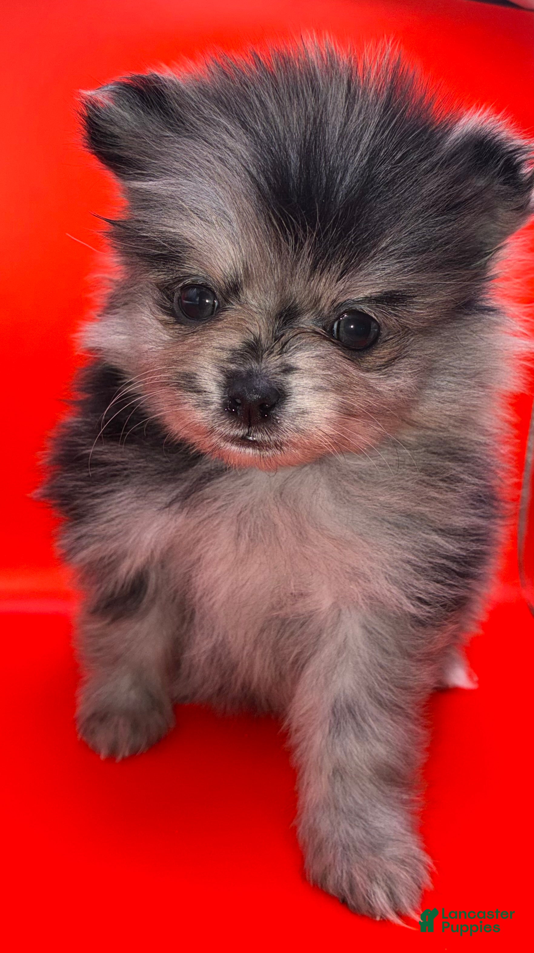 Pomeranian dogs Female Pomeranian Puppy 3 - Ad 1