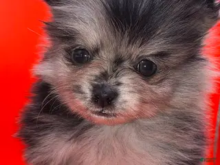 Pomeranian dogs for sale: Female Pomeranian Puppy 3 - Ad 1