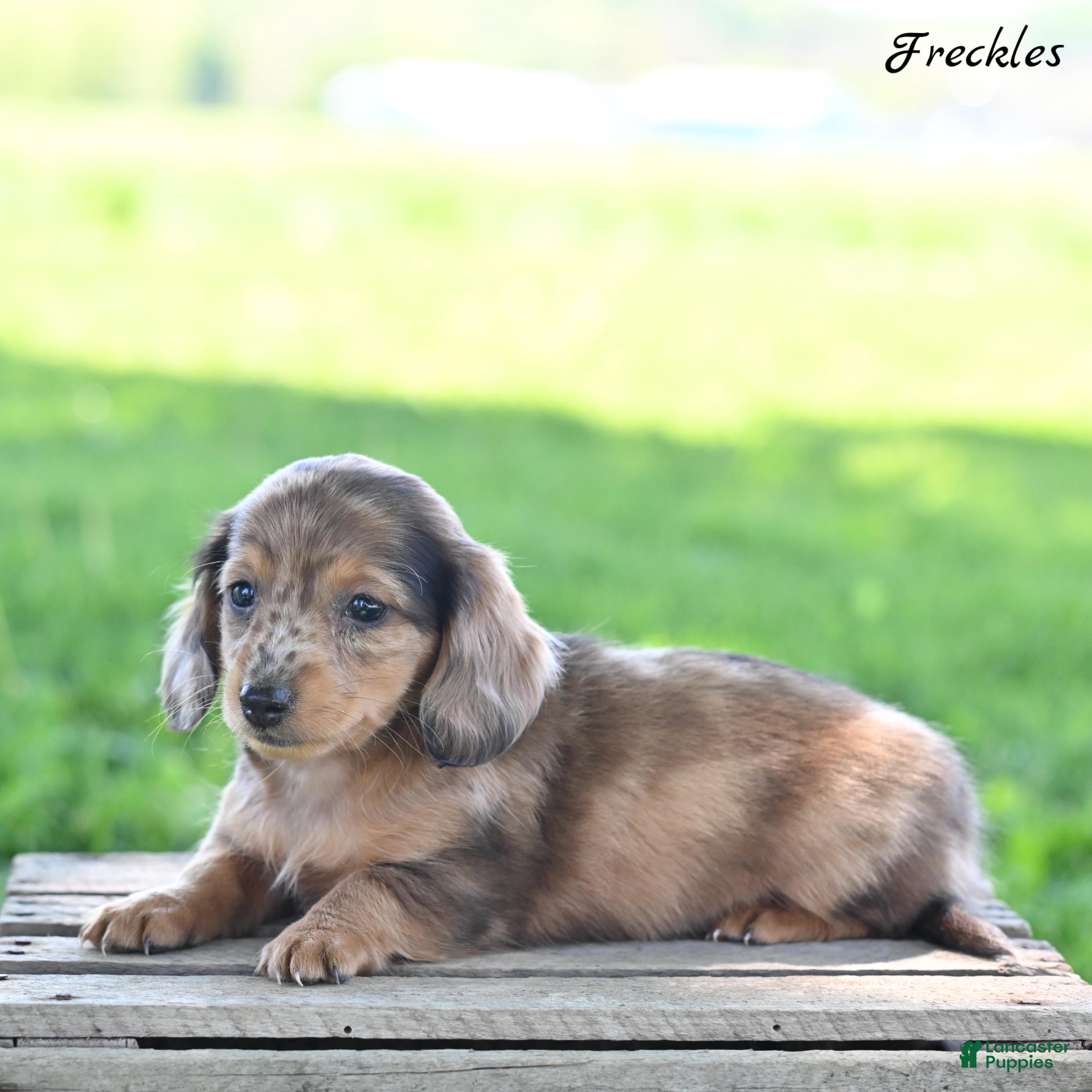 Miniature Dachshund dogs Freckles  - Ad 2