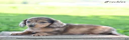 Miniature Dachshund dogs for sale: Freckles  - Ad 2