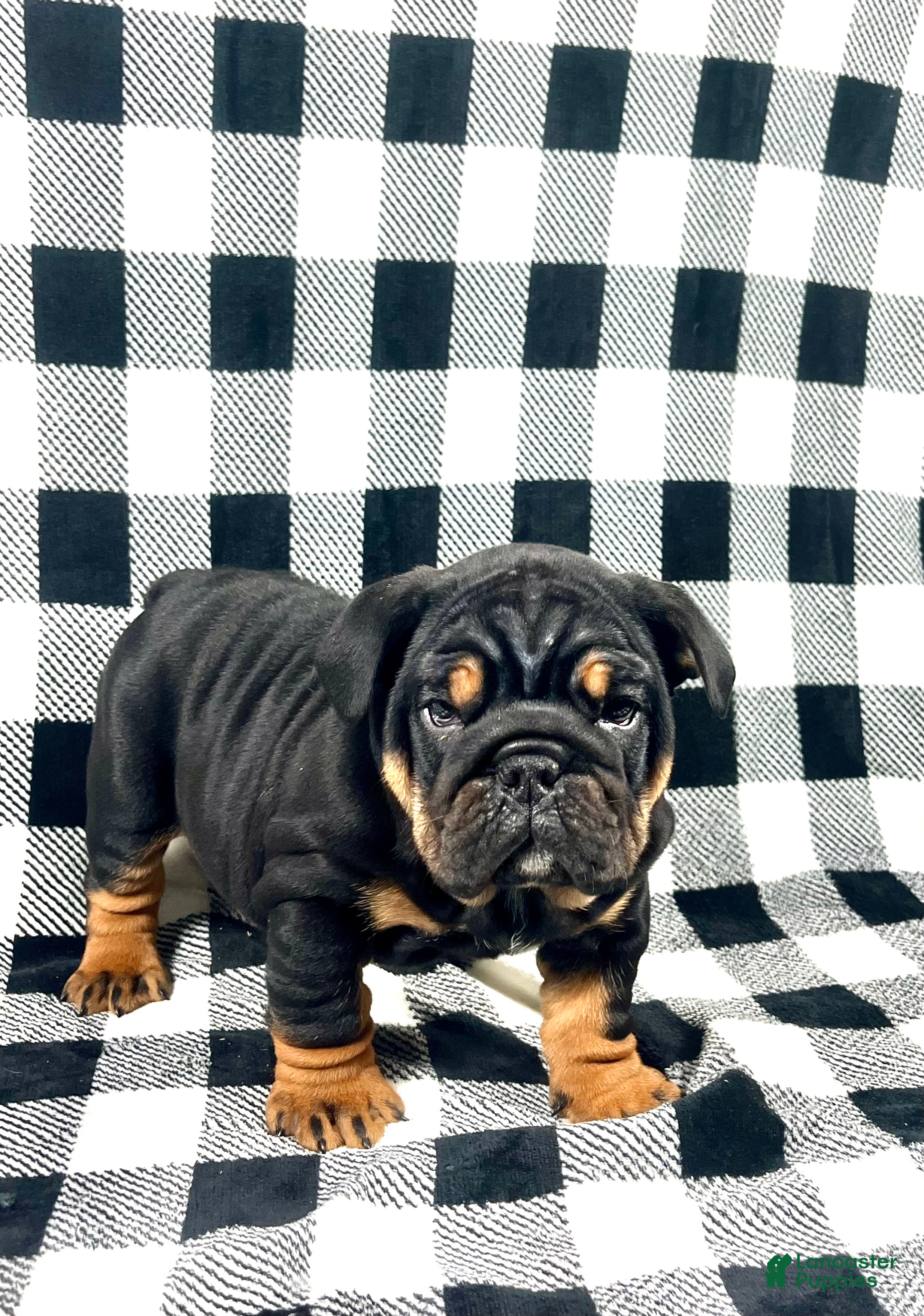 English Bulldog dogs Winston - Ad 23